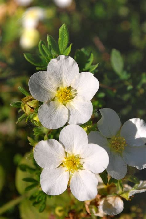 Bright white flowers stock image. Image of beautiful - 38037607