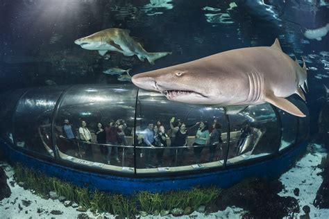 Barcelona Aquarium Attraction Pass l iVenture Card Barcelona