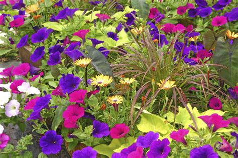 What To Plant With Petunias: Learn About Companion Planting With Petunias | Gardening Know How