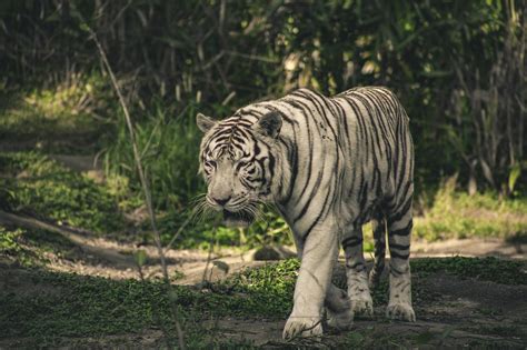 Albino Tiger · Free Stock Photo