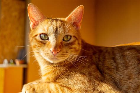 Close-Up Photo of Orange Tabby Cat · Free Stock Photo