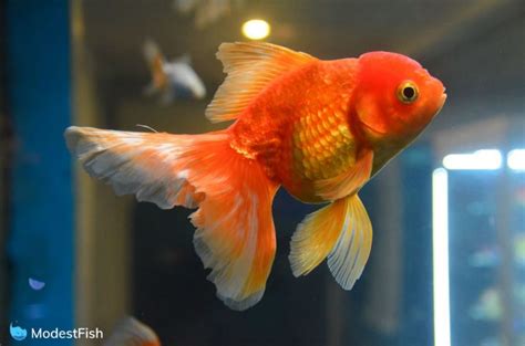 7 Best Tank Mates For Your Goldfish