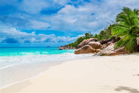 Coconut palm tree, Maldives, Seychelles, beach HD wallpaper | Wallpaper Flare