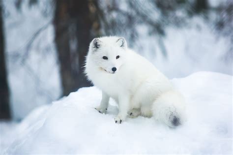 Human activities help scavengers take over the habitats of Arctic foxes - Earth.com