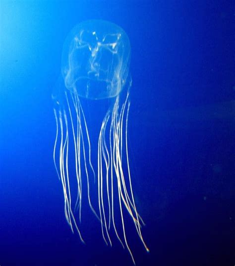 10 Largest Jellyfish in the World - Largest.org