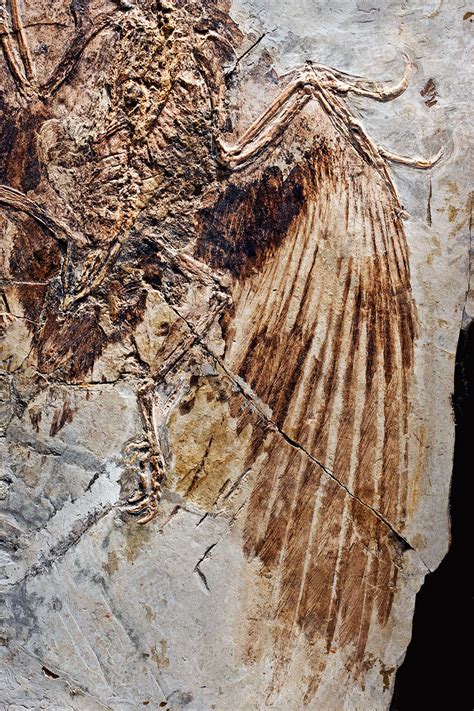 These Stunning Photos of Feathers Will Tickle Your Fancy | Dinosaur fossils, Fossil, Prehistoric ...