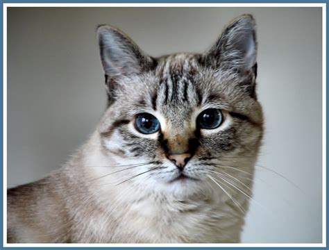 lynx point siamese personality | Siamese cats facts, Russian blue cat, Cats