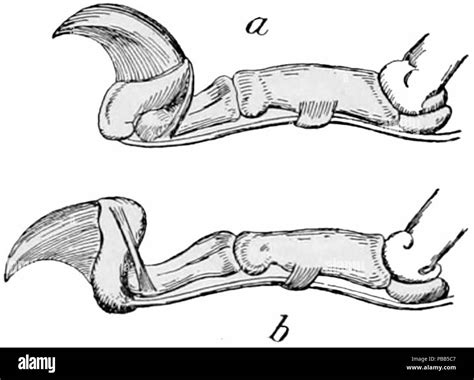 1101 NIE 1905 Cat - claw mechanism Stock Photo - Alamy