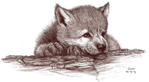 Cute Wolf Pup Drawing at GetDrawings | Free download