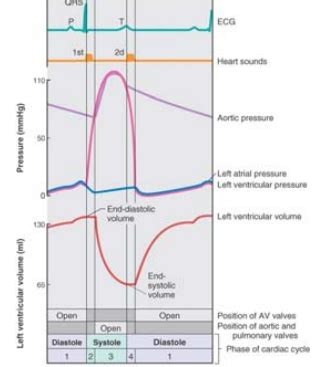 Wiggers Diagram Cardiac Cycle - Wiring Diagram Pictures