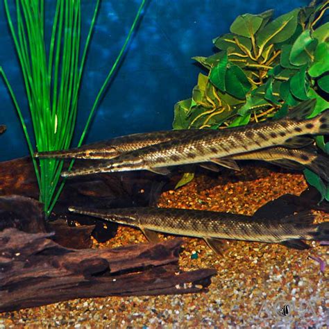 Florida Gar (Lepisosteus platyrhinchus) - Aqua Imports