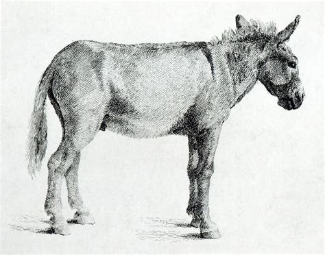 A Drawing Of A Donkey