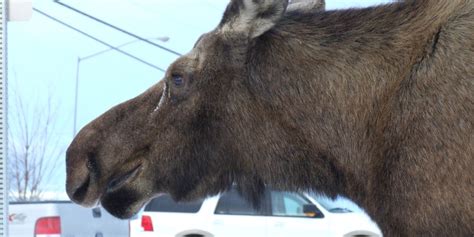 Moose Attack In Smithers Caught On Tape (VIDEO)