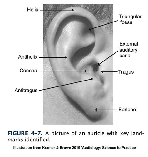 Ear Pinna Helix