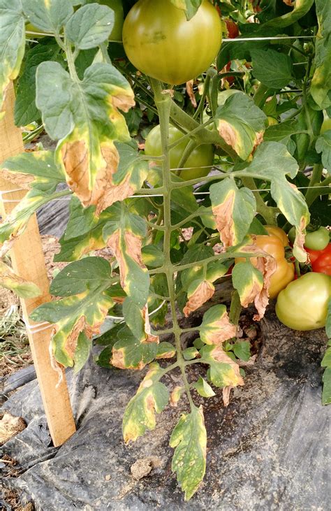 Getting to the Root of the Matter: Soilborne Diseases of Tomato | Ohio Veggie Disease News