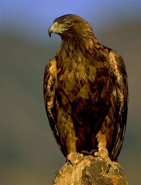 Golden Eagle The national bird of Mexico Extremely Swift