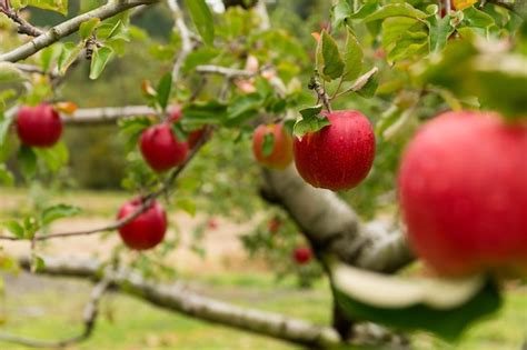 Premium Photo | Red apple tree farm