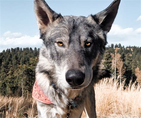 10 Common Wolf Dog Behavior Problems + How To Solve Them | Living Tiny With A Wolf