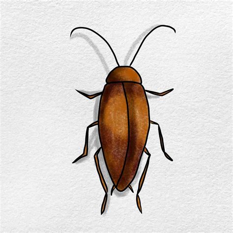 How to Draw a Cockroach - HelloArtsy