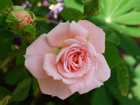 Pale pink roses blooming HD picture free download