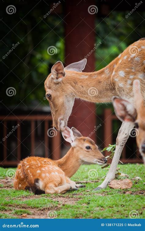 Baby Deer and Mom& X27;s Stock Image - Image of fauna, birth: 138171225