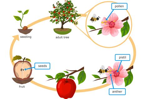 Feature Of The Life Cycle Flowering Seed Plants | Best Flower Site