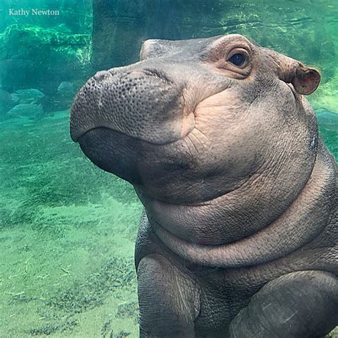 Hippo Baby Fiona Updates - The Cincinnati Zoo & Botanical Garden