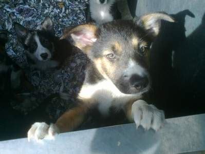 Welsh Sheepdog Puppies