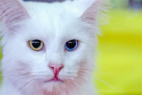 Turkish Angora Cat Breed Guide and Profile | Litter-Robot