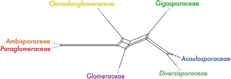 Glomeromycota Life Cycle