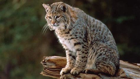 IL Opens Bobcat Hunting Season in 2016 | Bowhunting.com