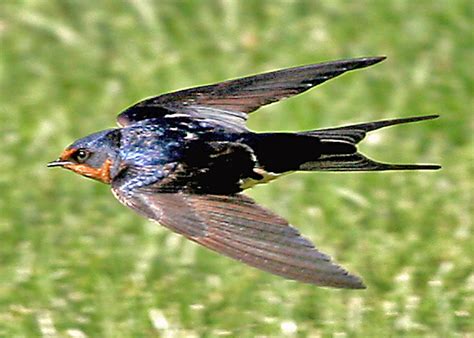 Barn Swallow in Flight