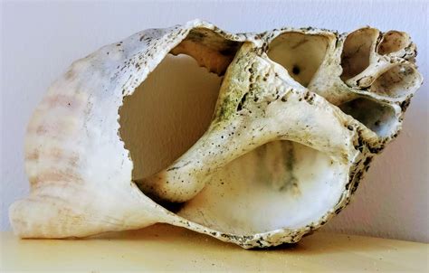 Large Antique Broken Conch Shell. Beach Decor. Collectible - Etsy