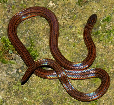 Collared Reed Snake (Calamaria pavimentata) · iNaturalist.ca