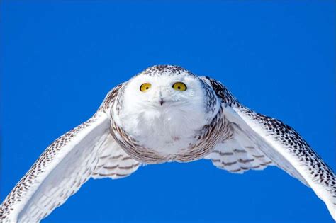 An afternoon with a Snowy owl | Christopher Martin Photography