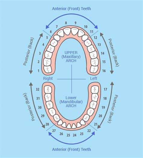 Teeth Numbers And Names - Chart Of Adult Teeth | Rodeo Dental