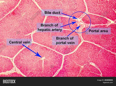 Liver Histology Labeled Diagram