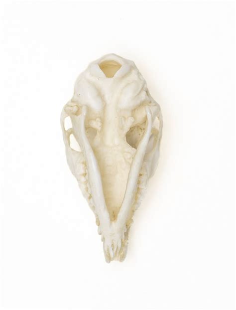 Tree Shrew Skull Replica