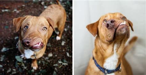 Deformed Dog Nobody Wanted Now Has Fans Lining Up To Adopt Him – iHeartDogs.com