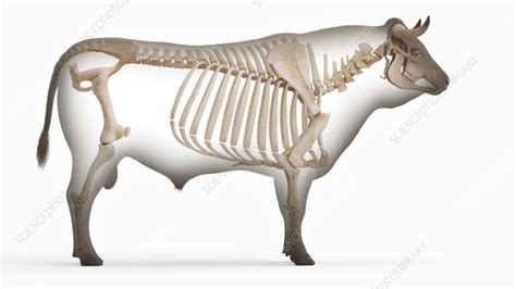 Cow Skeleton