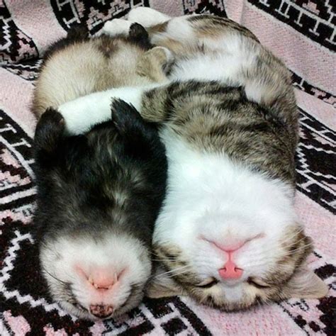 Animal friendship! Cat and ferret. : r/aww