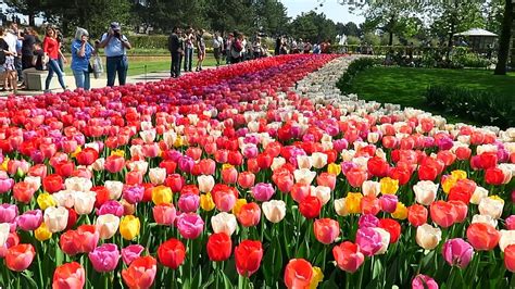 Keukenhof Tulip Gardens Photos | Fasci Garden