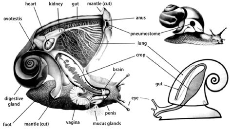 Pulmonate land snail anatomy, based on the genus Helix. The diagram at... | Download Scientific ...