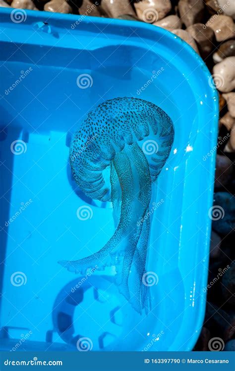 Sea Wasp Jellyfish. Marine Stingers. Warning Marine Danger. Yellow Triangle. Stock Image ...