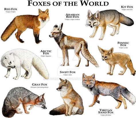 Fine art illustration of various species of the world's foxes | Foxes. | Pinterest | Art ...