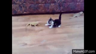 11 MIN OF DANK CAT MEMES on Make a GIF