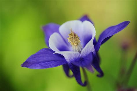 Purple Columbine Flower Photos | Best Flower Site