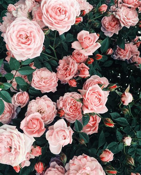 Pink Flowers Aesthetic Wallpapers - Top Free Pink Flowers Aesthetic Backgrounds - WallpaperAccess