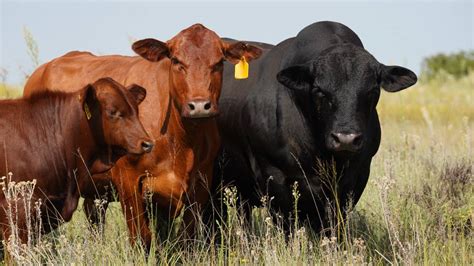 Brangus Cattle Breeder Society – mock page – Brangus Cattle Breeders