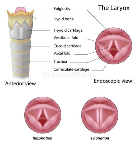 Anatomy of the larynx stock vector. Illustration of disorder - 27641162